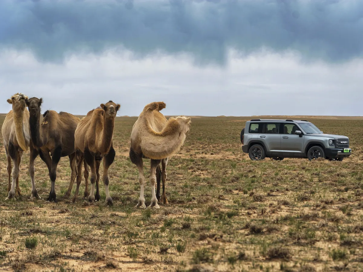 Haval Raptor,autocango,china used car exporter,china ev exporter,chinese used car exporter,chinese used ev exporter