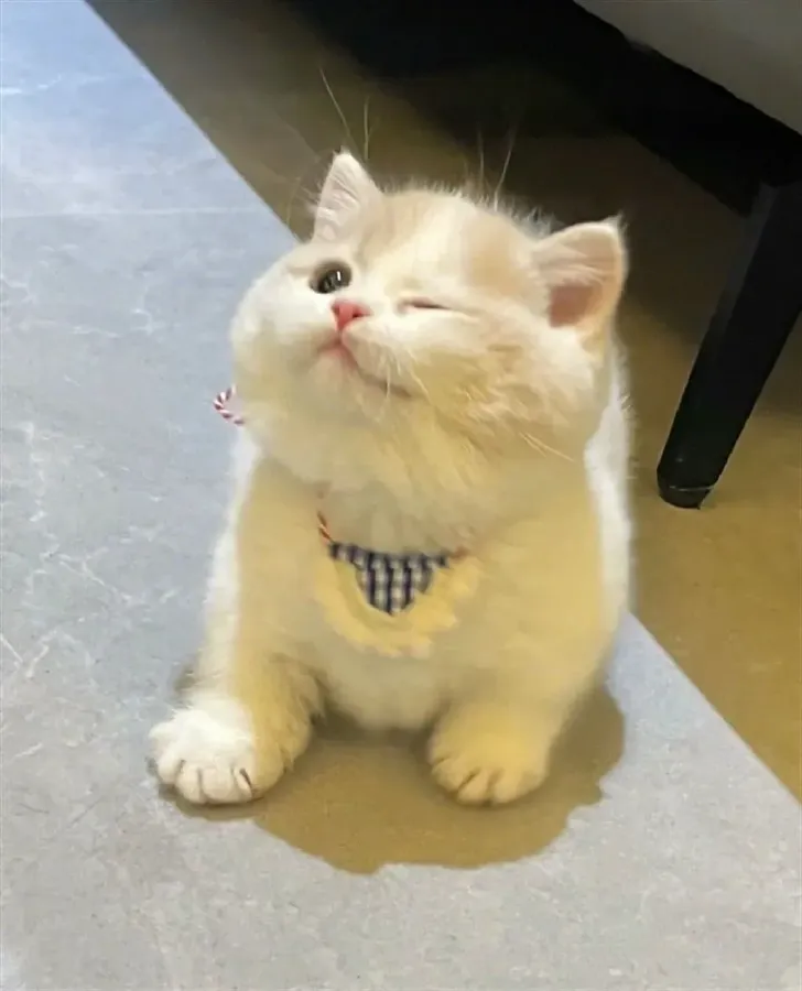 2024 Audi A4L 2.0T 190HP L4 7DCT,autocango,china used car exporter,china ev exporter,chinese used car exporter,chinese used ev exporter