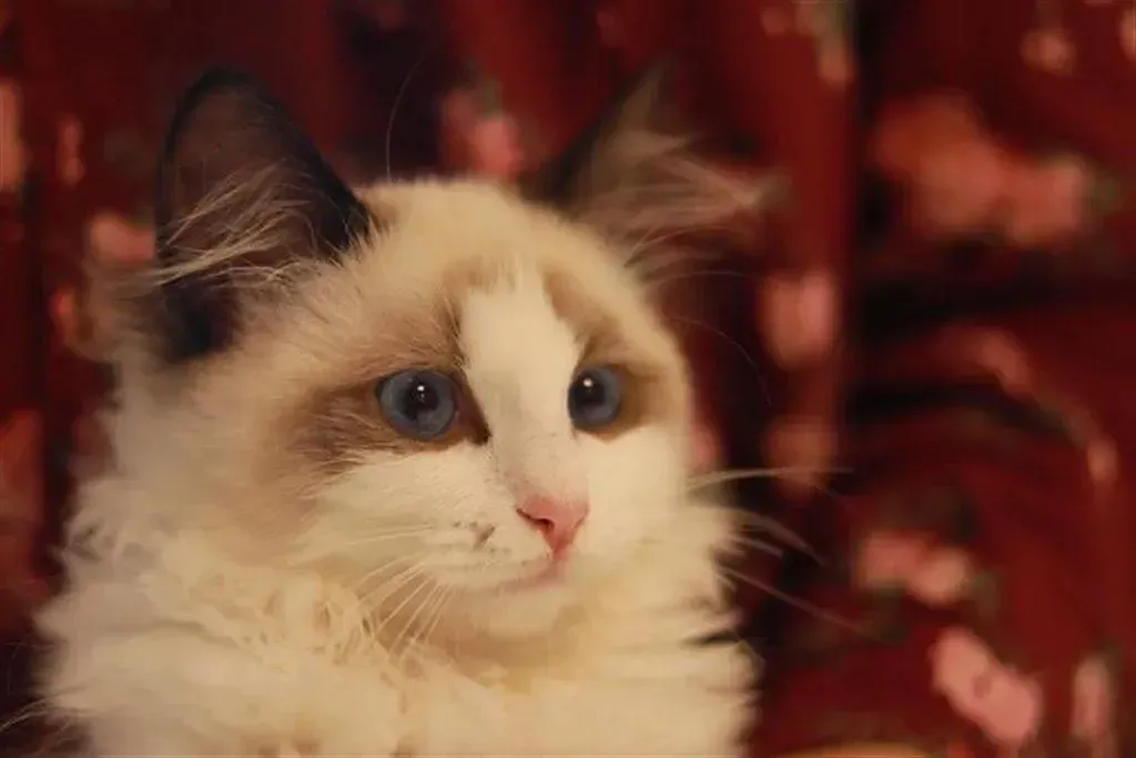 2024 Audi A4L 2.0T 190HP L4 7DCT,autocango,china used car exporter,china ev exporter,chinese used car exporter,chinese used ev exporter