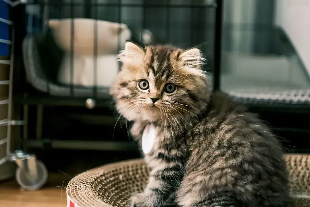 2024 Audi A4L 2.0T 190HP L4 7DCT,autocango,china used car exporter,china ev exporter,chinese used car exporter,chinese used ev exporter