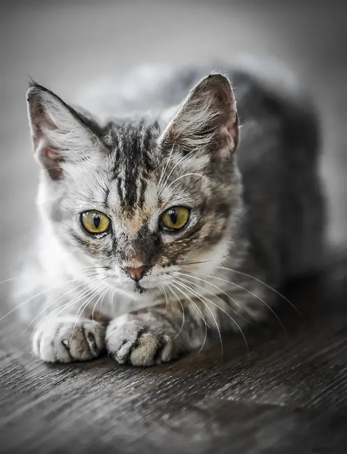 2024 Audi A4L 2.0T 190HP L4 7DCT,autocango,china used car exporter,china ev exporter,chinese used car exporter,chinese used ev exporter