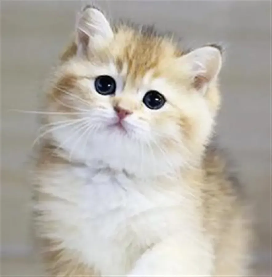 2024 Audi A4L 2.0T 190HP L4 7DCT,autocango,china used car exporter,china ev exporter,chinese used car exporter,chinese used ev exporter