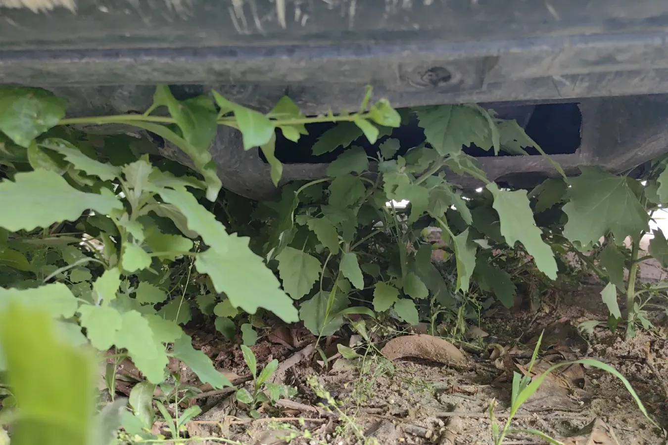 2008 Volkswagen Santana Vista 1.8L 101HP L4 5MT,autocango,china used car exporter,china ev exporter,chinese used car exporter,chinese used ev exporter