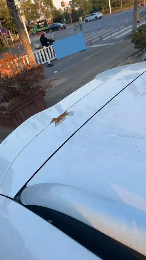 2017 MG GS 1.5T 169HP L4 7DCT,autocango,china used car exporter,china ev exporter,chinese used car exporter,chinese used ev exporter