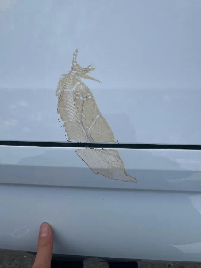 2021 Audi Q3 1.4T 150HP L4 7DCT,autocango,china used car exporter,china ev exporter,chinese used car exporter,chinese used ev exporter