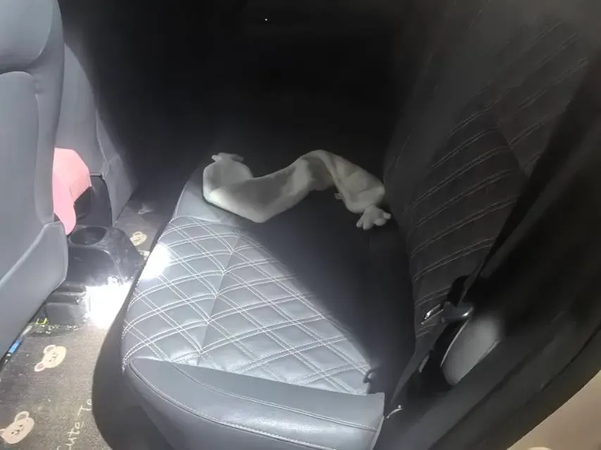 2021 Leapmotor T03 BEV 38KWH,autocango,china used car exporter,china ev exporter,chinese used car exporter,chinese used ev exporter