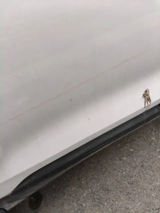 2020 Geely Coolray 1.4T 141HP L4 6MT,autocango,china used car exporter,china ev exporter,chinese used car exporter,chinese used ev exporter