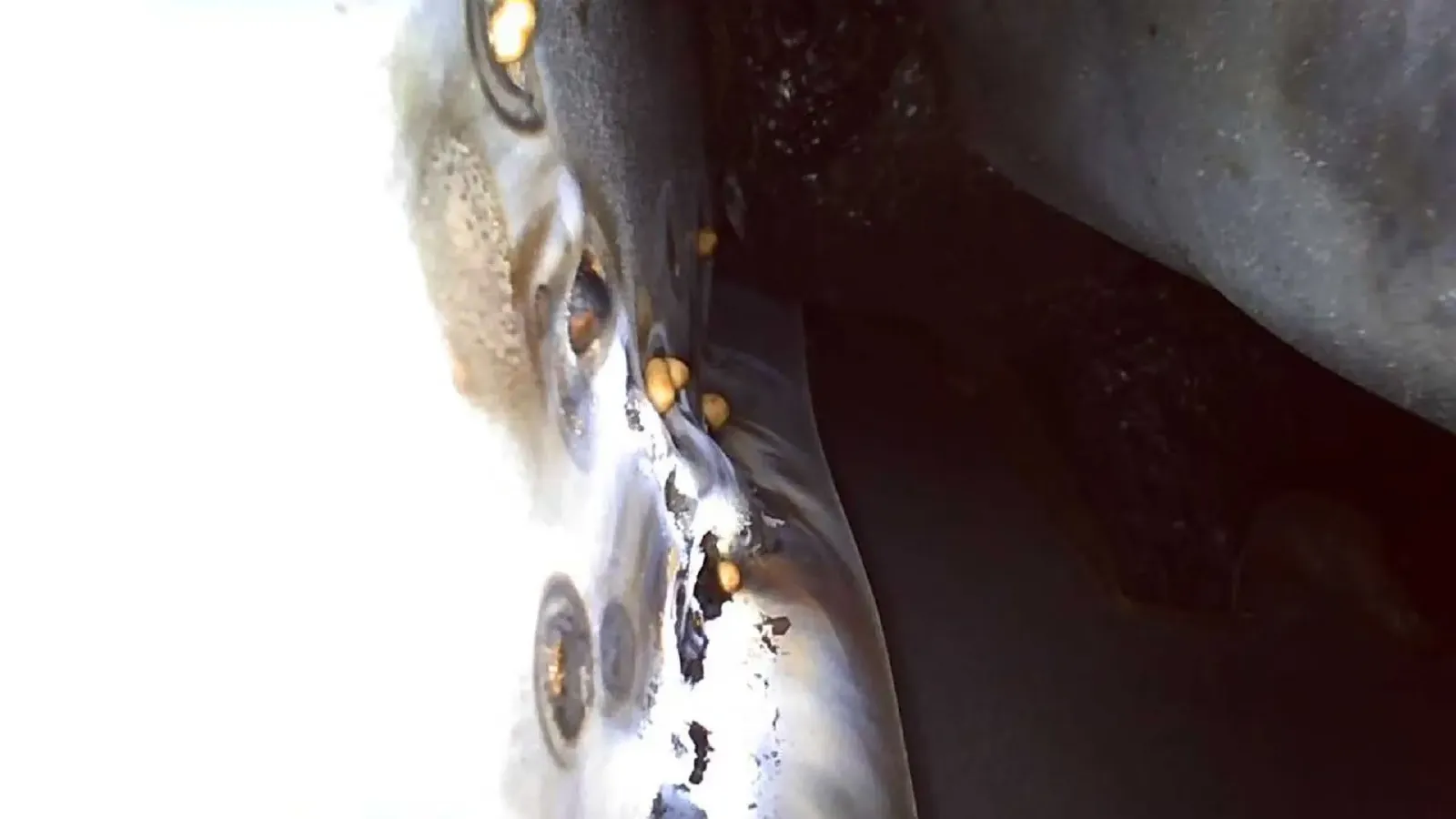 2021 Toyota Corolla 1.8L 98HP L4 E-CVT Hybrid,autocango,china used car exporter,china ev exporter,chinese used car exporter,chinese used ev exporter