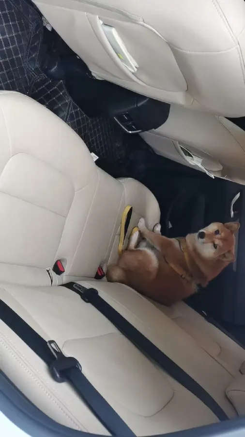 2019 Mazda CX-5 2.0L 155HP L4 6AT,autocango,china used car exporter,china ev exporter,chinese used car exporter,chinese used ev exporter