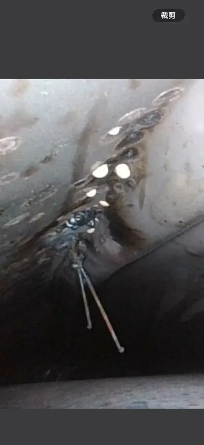 2022 Buick GL8 2.0T 237HP L4 9AT,autocango,china used car exporter,china ev exporter,chinese used car exporter,chinese used ev exporter