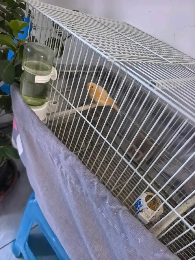 2021 Volkswagen T-Roc 1.4T 150HP L4 7DCT,autocango,china used car exporter,china ev exporter,chinese used car exporter,chinese used ev exporter