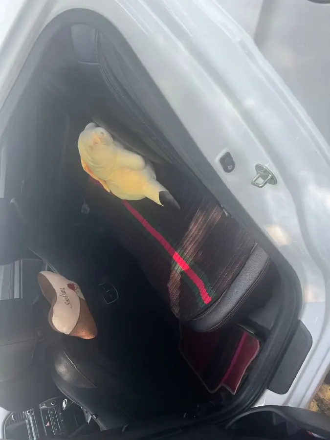 2018 Hyundai Elantra 1.4T 130HP L4 7DCT,autocango,china used car exporter,china ev exporter,chinese used car exporter,chinese used ev exporter