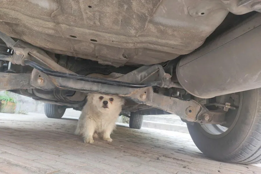 2021 Haval M6 1.5T 150HP L4 6MT,autocango,china used car exporter,china ev exporter,chinese used car exporter,chinese used ev exporter