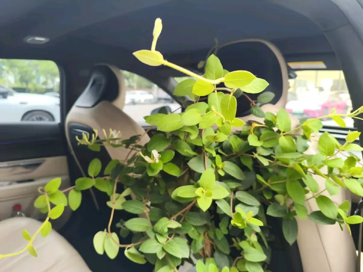 2021 Xpeng P7 BEV 60.2KWH,autocango,china used car exporter,china ev exporter,chinese used car exporter,chinese used ev exporter