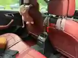 2023 Audi A4L 2.0T 190HP L4 7DCT